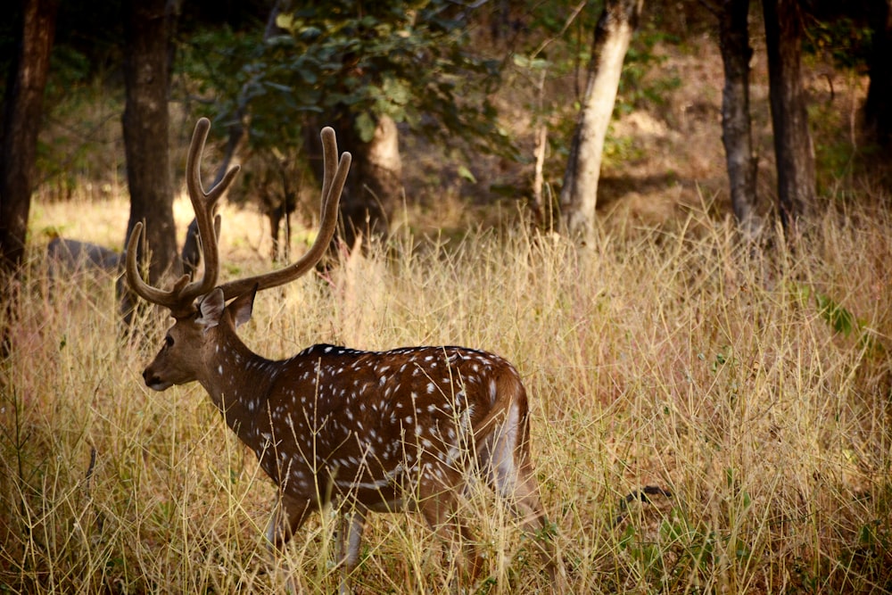 brown deer on brown grass field during daytime