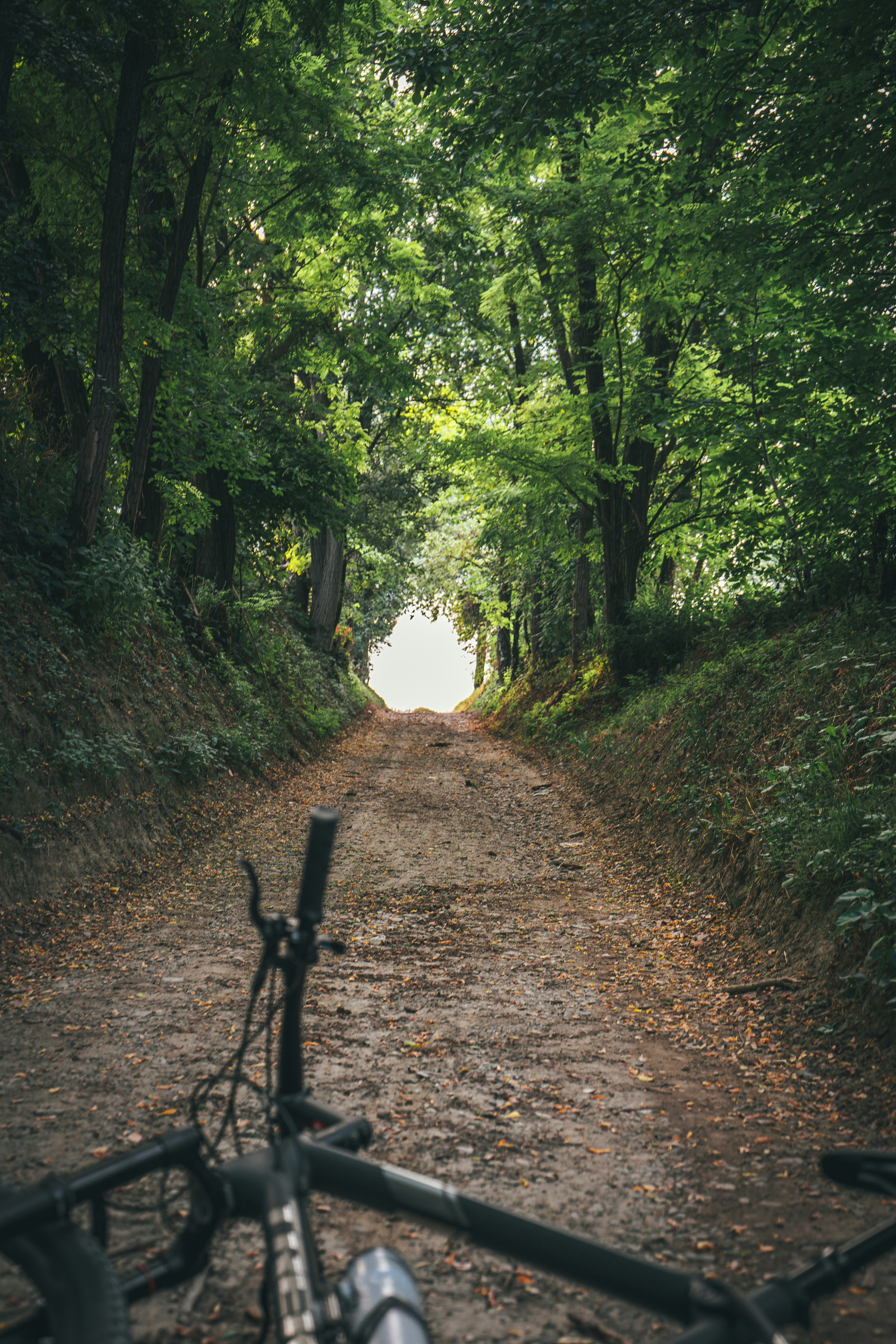 brown dirt road between green trees during daytime