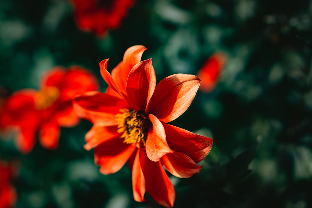 un primo piano di un fiore rosso con uno sfondo sfocato