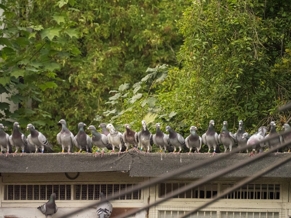 flock of gray and white birds on green metal fence during daytime