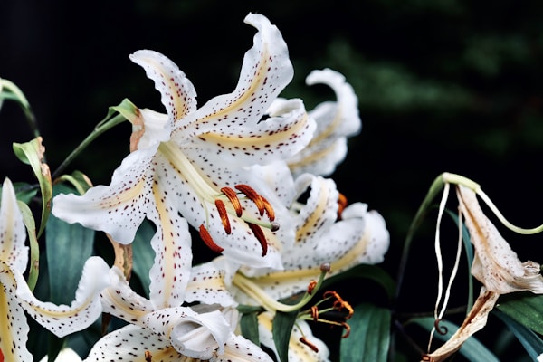 Best Time to Visit Nasu: Ideal Weather and Seasons