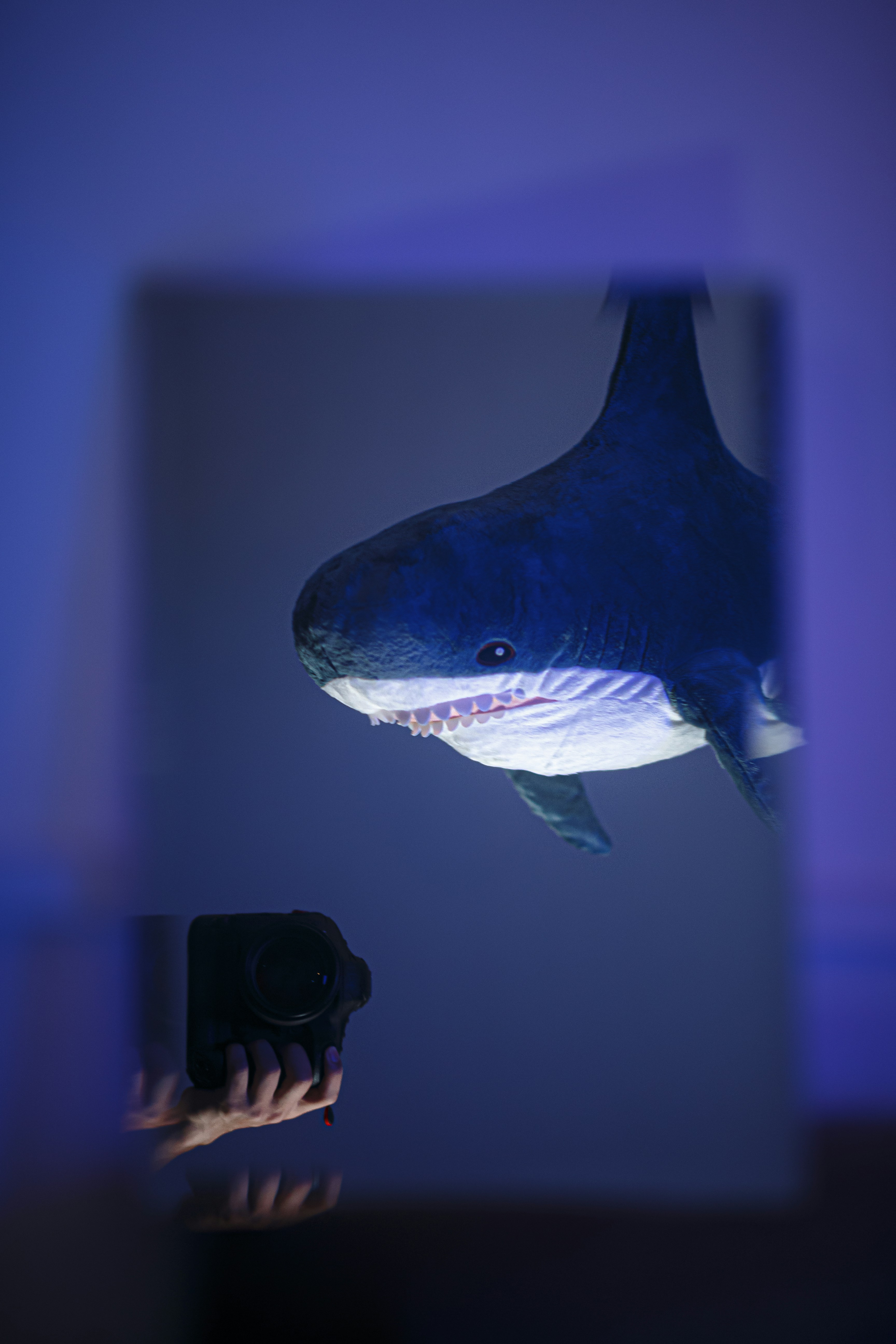 blue and white shark in blue water