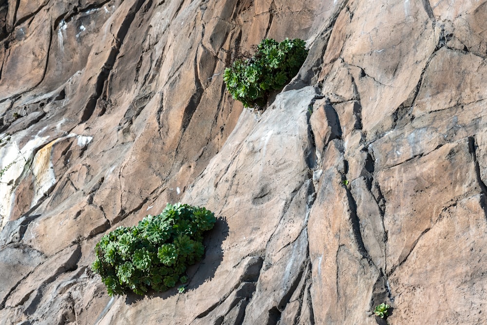 green tree on brown rock formation during daytime