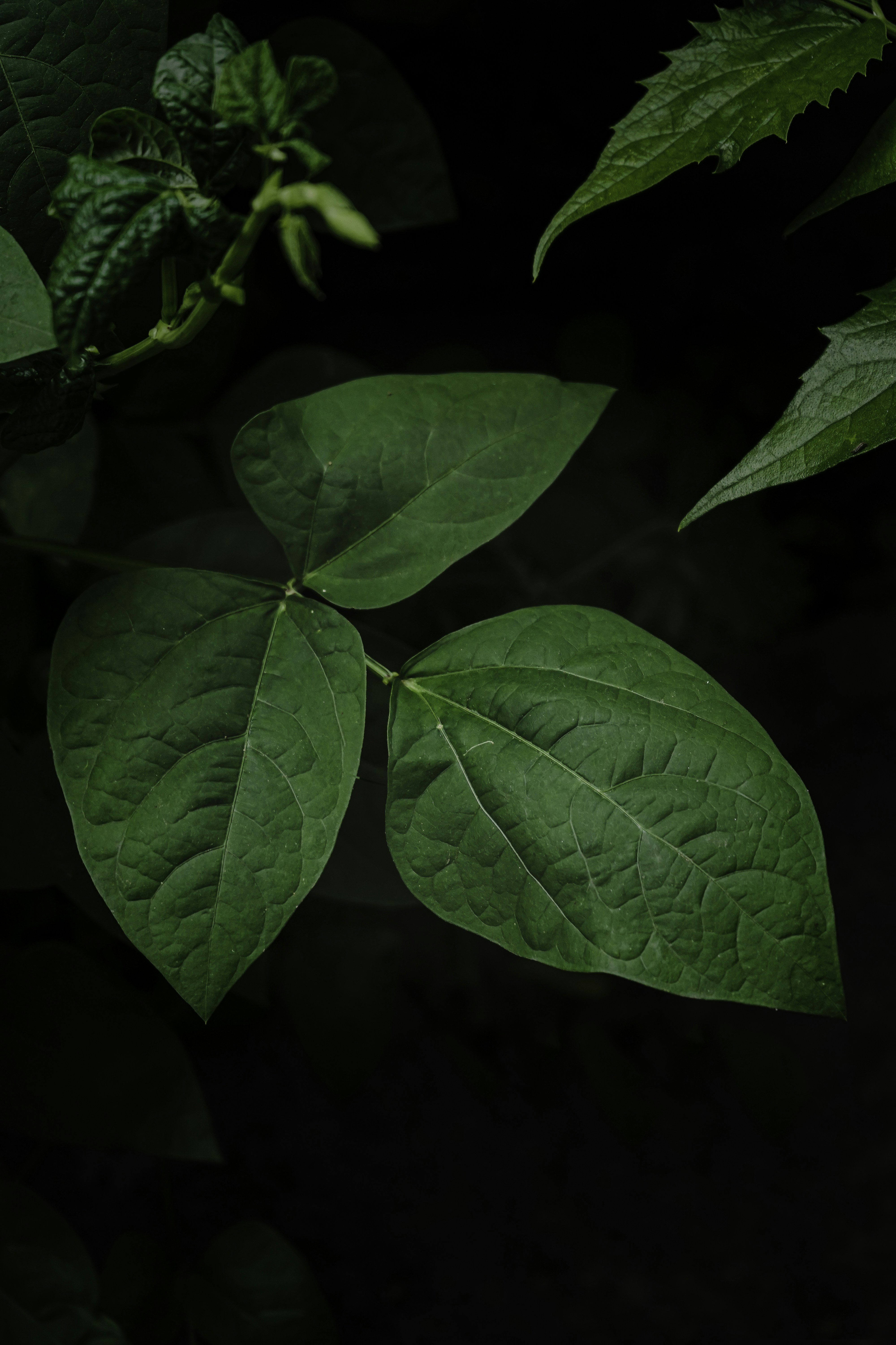 Photo by saivarma2000