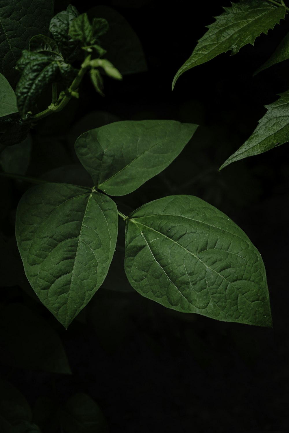 feuilles vertes en photographie en gros plan