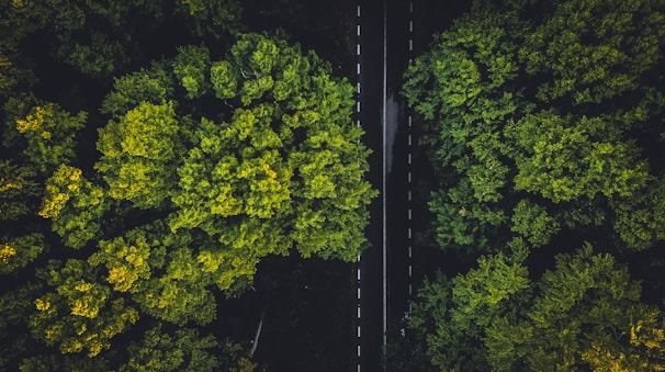green trees on the forest during daytime