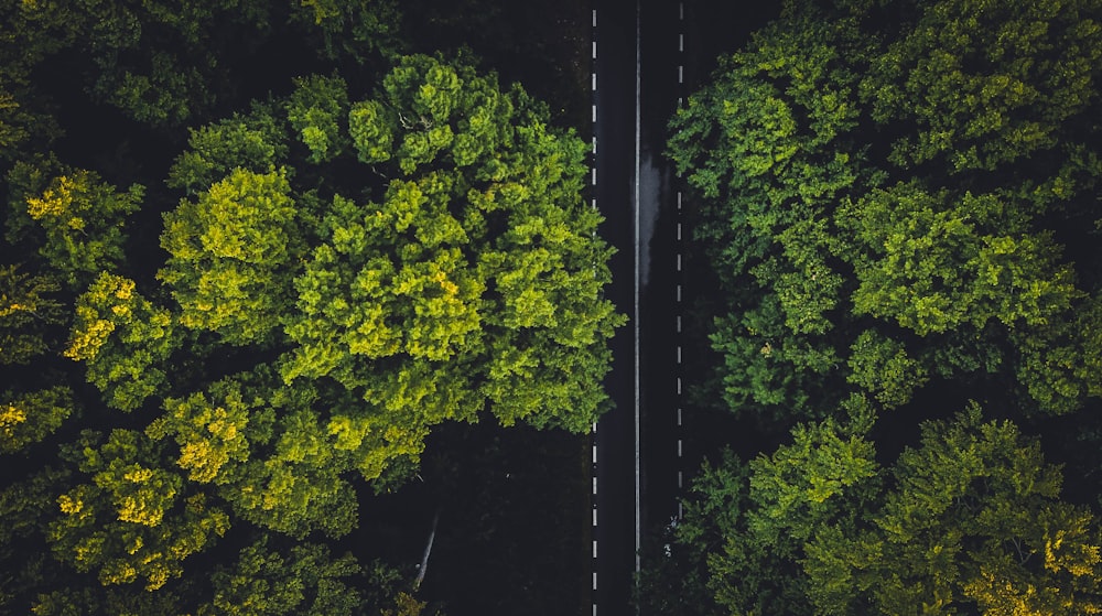 Grüne Bäume im Wald tagsüber