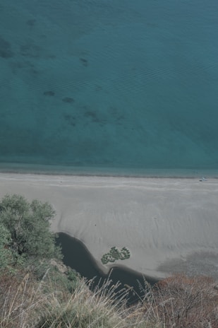 green trees beside blue sea during daytime