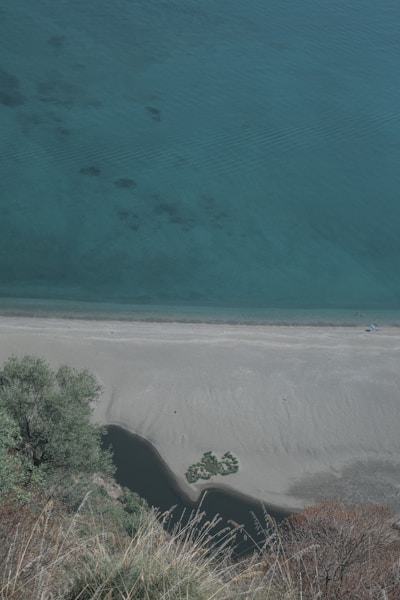green trees beside blue sea during daytime