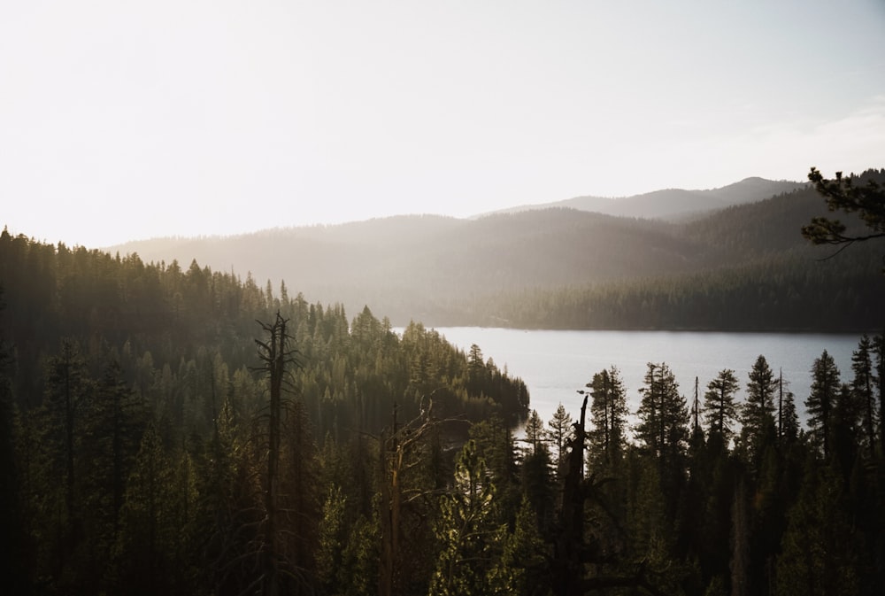 green pine trees near body of water during daytime