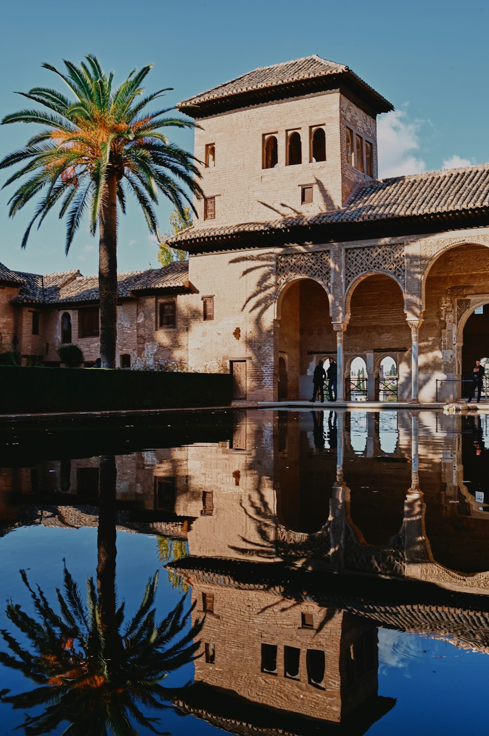 palm tree near body of water