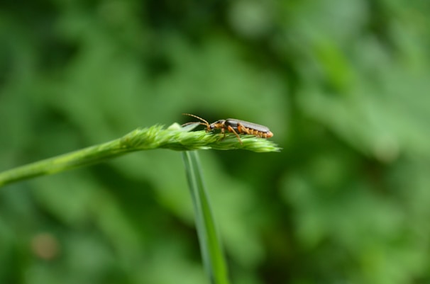 A small insect with a slender body and long antennae perches on a thin green stem in a natural setting. The background is lush with blurred greens, emphasizing the insect's position on the plant.