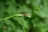 A small insect with a slender body and long antennae perches on a thin green stem in a natural setting. The background is lush with blurred greens, emphasizing the insect's position on the plant.