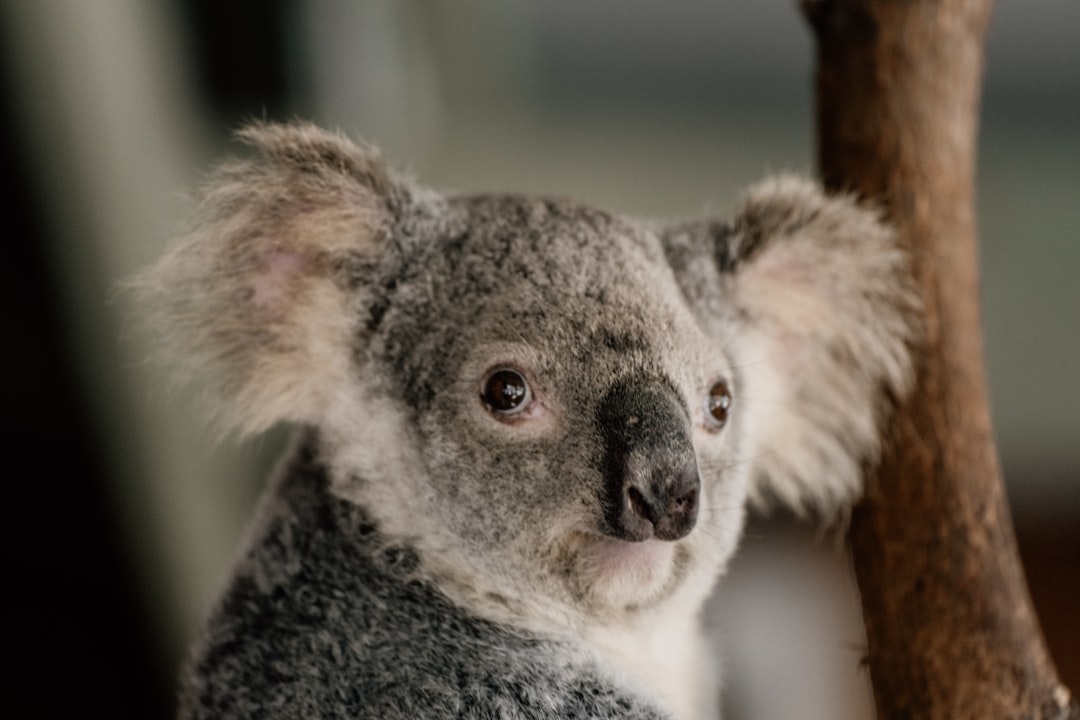 koala bear on brown tree branch during daytime