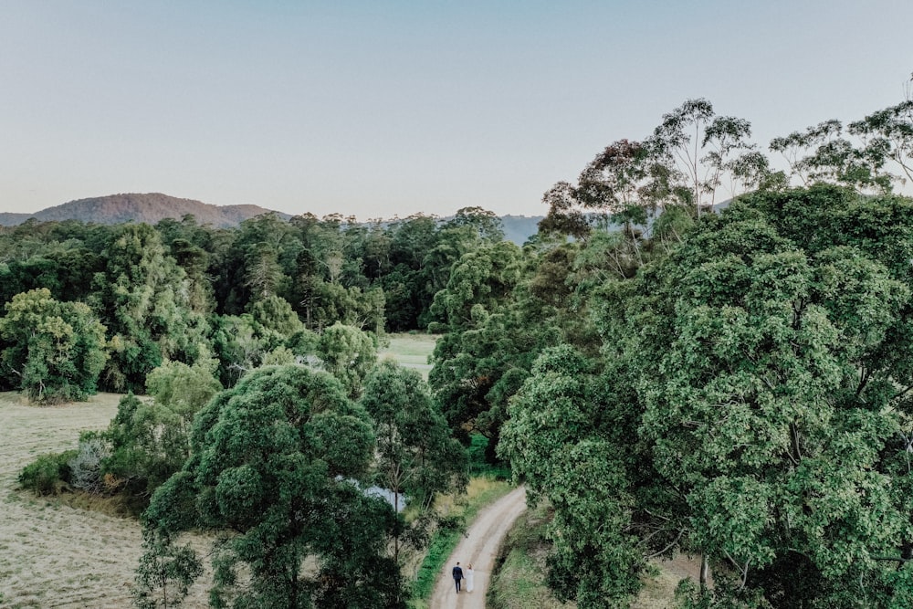 green trees on mountain during daytime