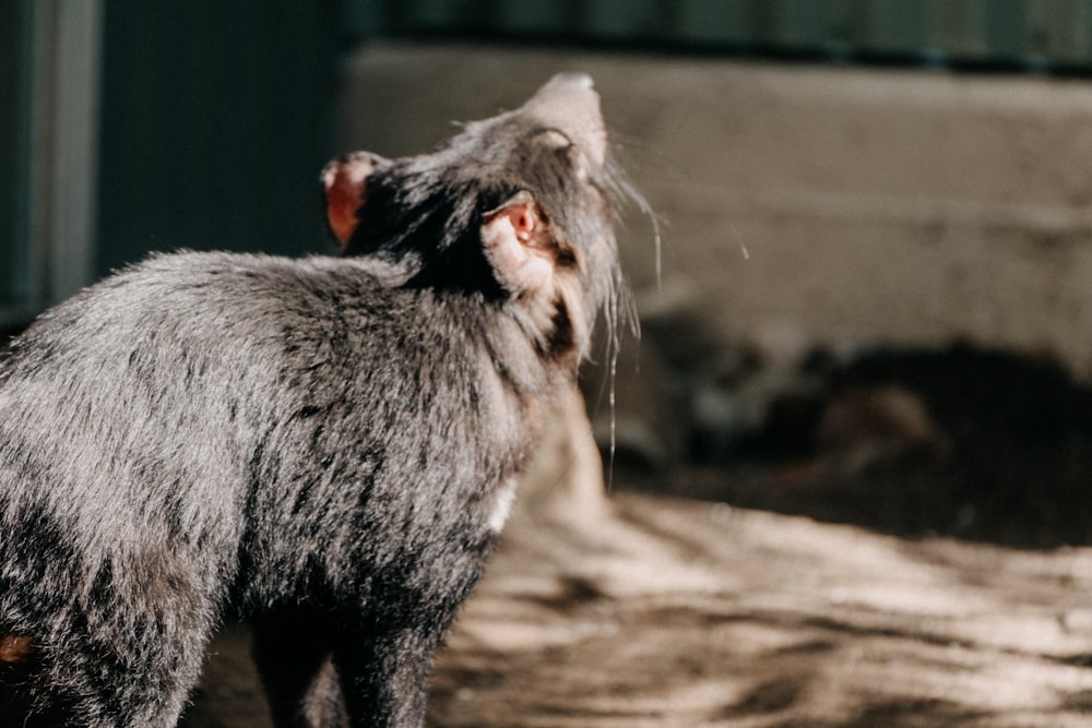 gray and white fur cat