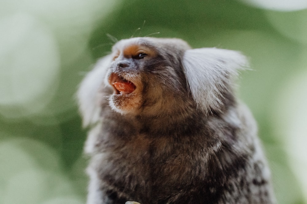 macaco marrom e branco na grama verde durante o dia