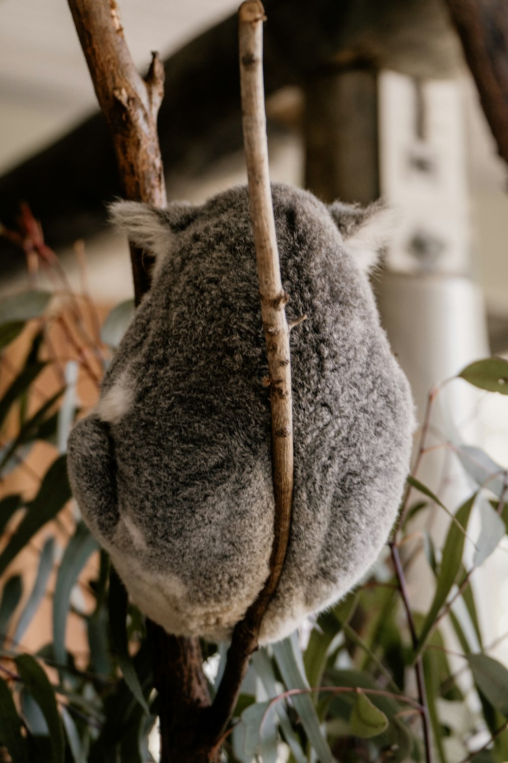Koala gris sur une branche d’arbre pendant la journée