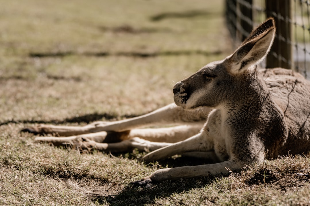 Wildlife photo spot Oxenford QLD 4210 Indooroopilly QLD