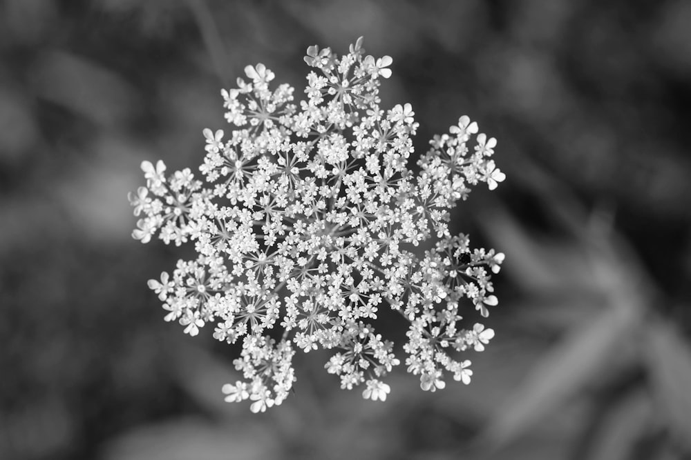 grayscale photo of white flowers