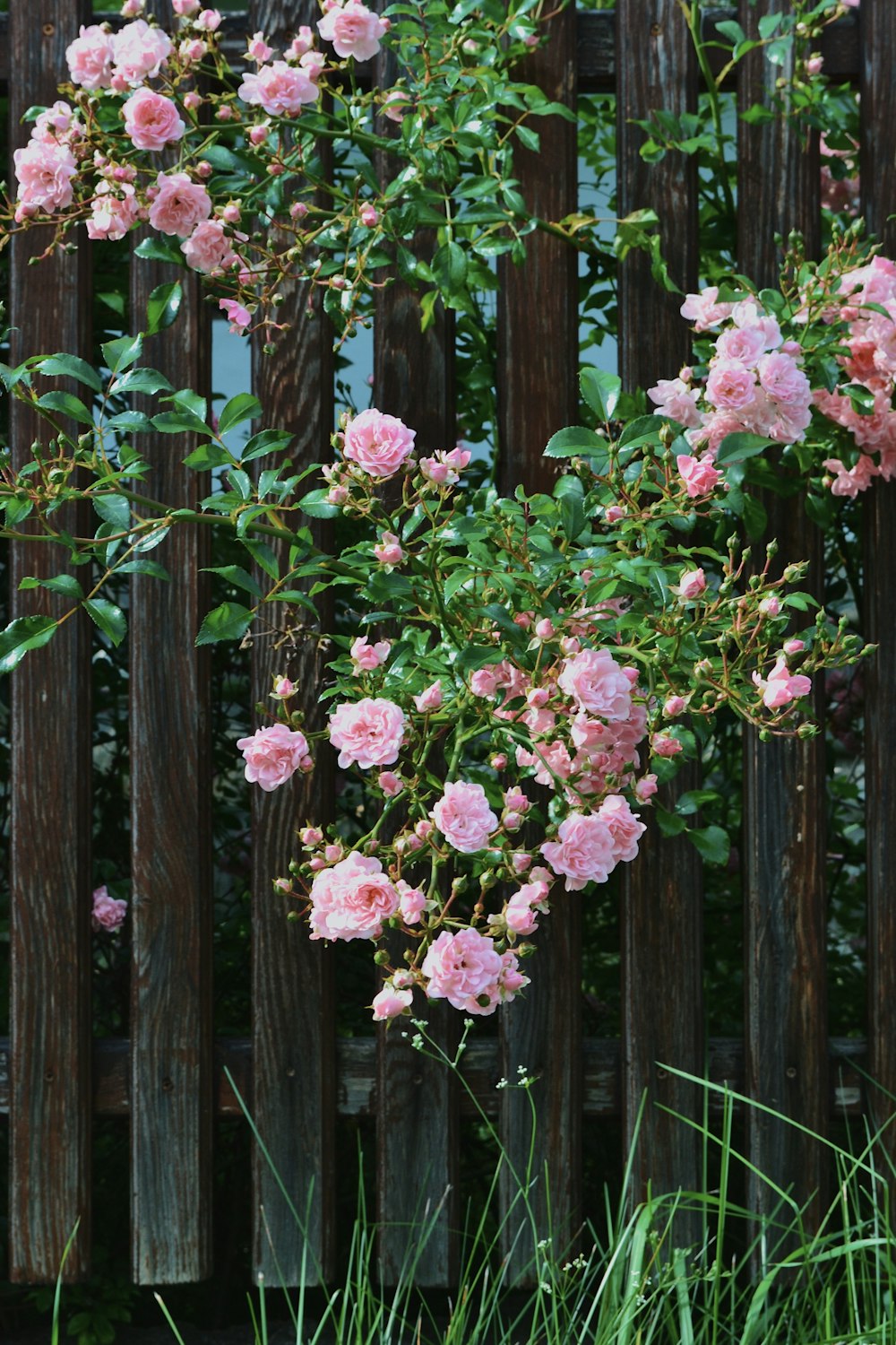 pink flowers on brown wooden fence