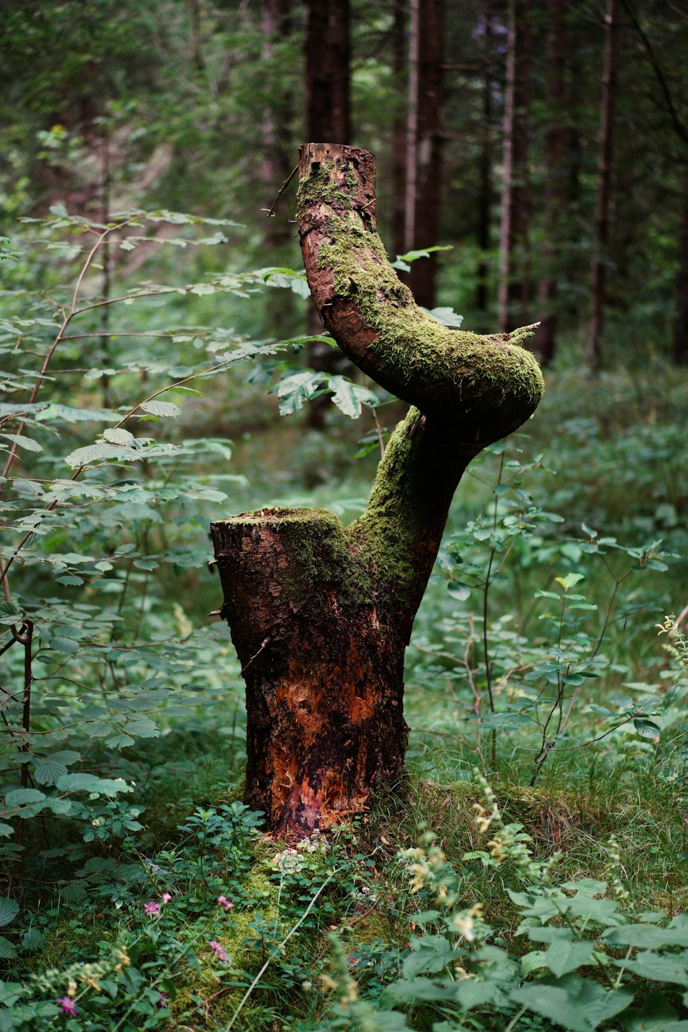 brown tree trunk surrounded by green plants