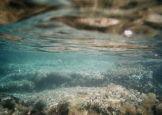 An underwater scene with rocky formations and marine vegetation visible through clear water. The surface of the water creates a wavy pattern above.