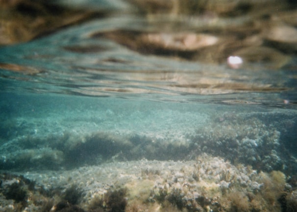 An underwater scene with rocky formations and marine vegetation visible through clear water. The surface of the water creates a wavy pattern above.
