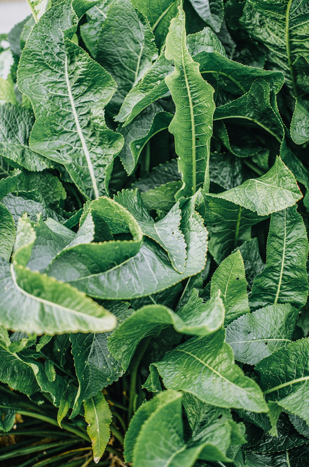 green leaves in close up photography