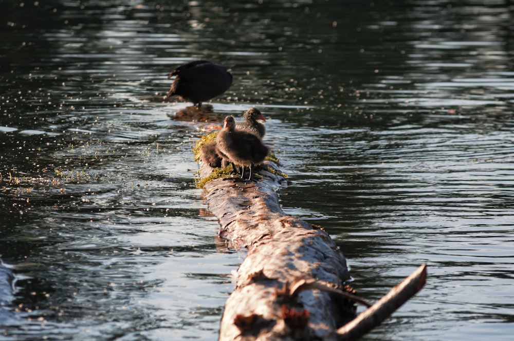 brown and black ducks on water during daytime