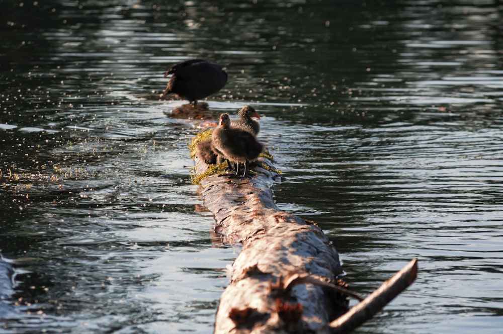 Patos marrones y negros en el agua durante el día