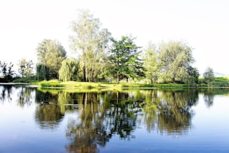 green grass and trees beside river during daytime