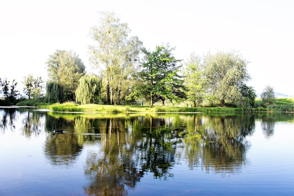 hierba verde y árboles junto al río durante el día