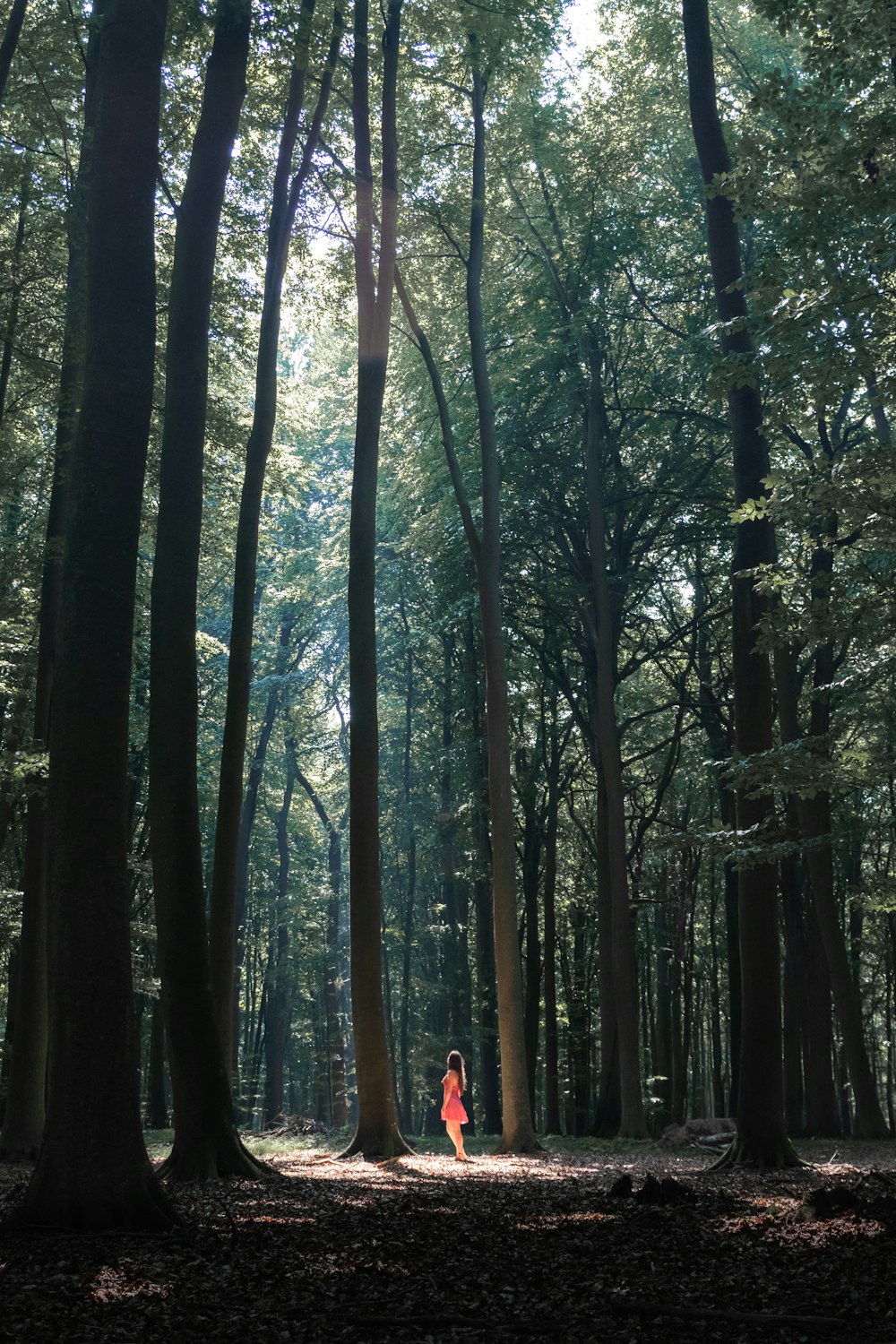 Persona in giacca nera che si leva in piedi nel mezzo della foresta durante il giorno