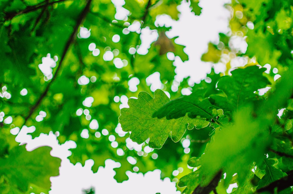 green leaves in macro lens