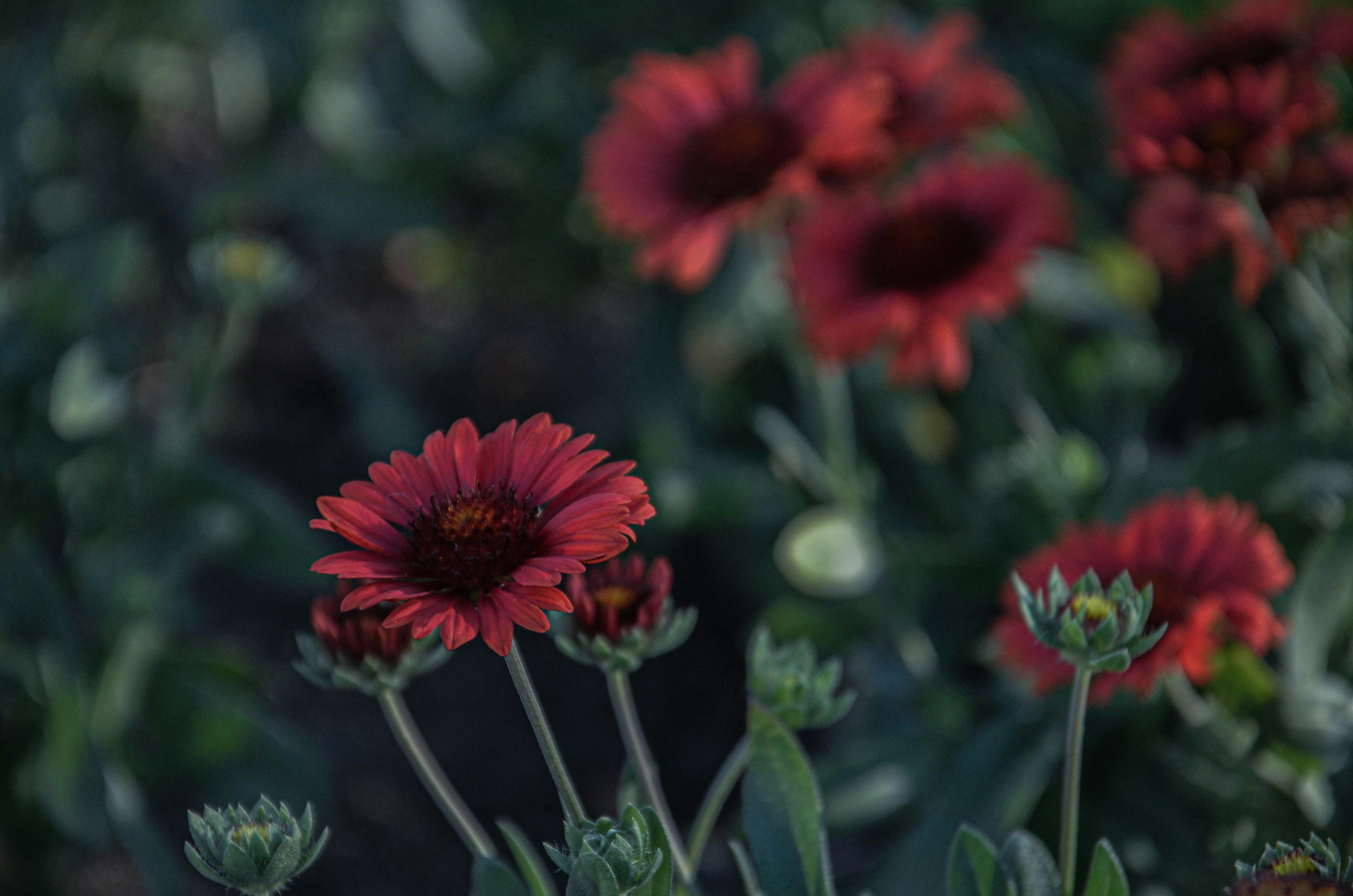 red and white flower in tilt shift lens
