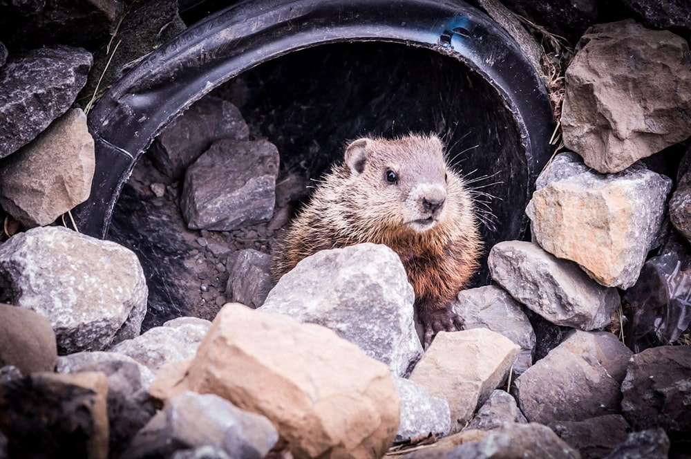 brown rodent in black round container