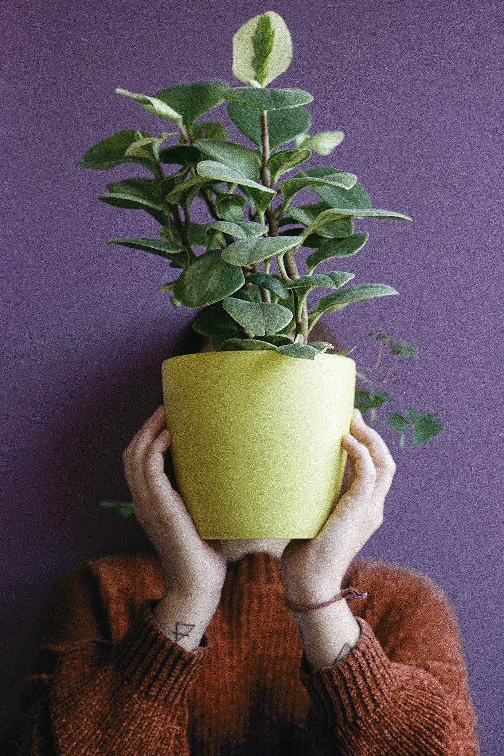 person holding yellow ceramic pot with green plant