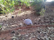 A guinea fowl is seen walking on the ground covered with dry leaves and dirt. In the background, there is a slight upward slope with sparse green foliage in some areas, receiving sunlight through tree branches. Other smaller birds are also scattered around the area.