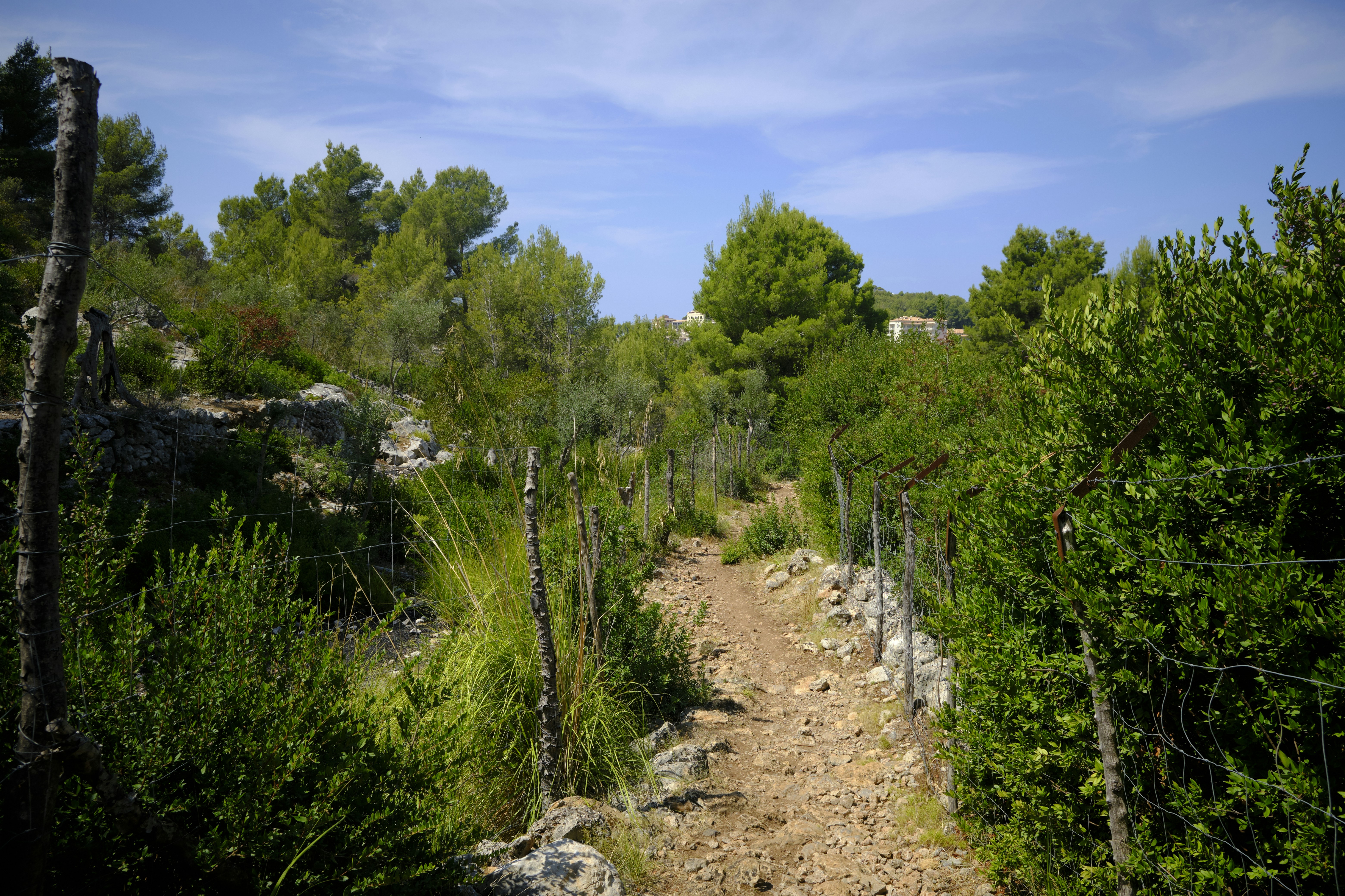 green trees under blue sky during daytime, Exploring the trails of Serra de Tamuntana. 