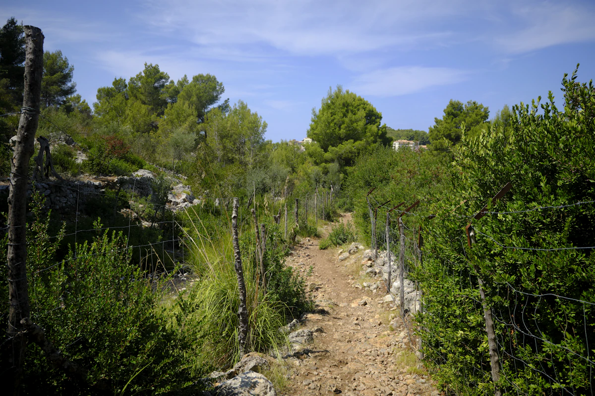 Lush mediterranean garden