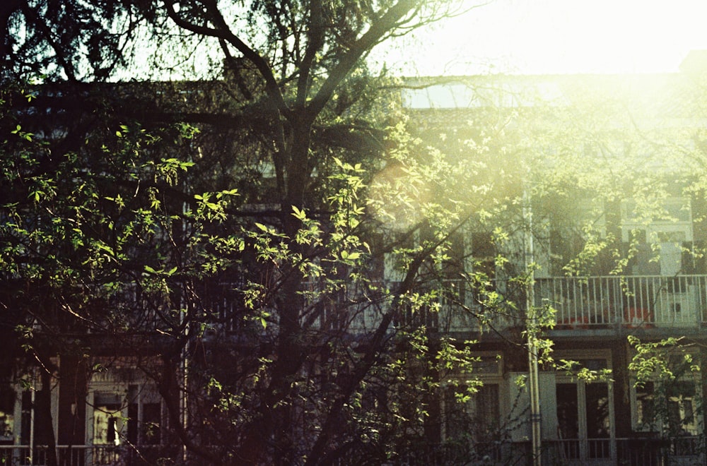 green tree near white building during daytime