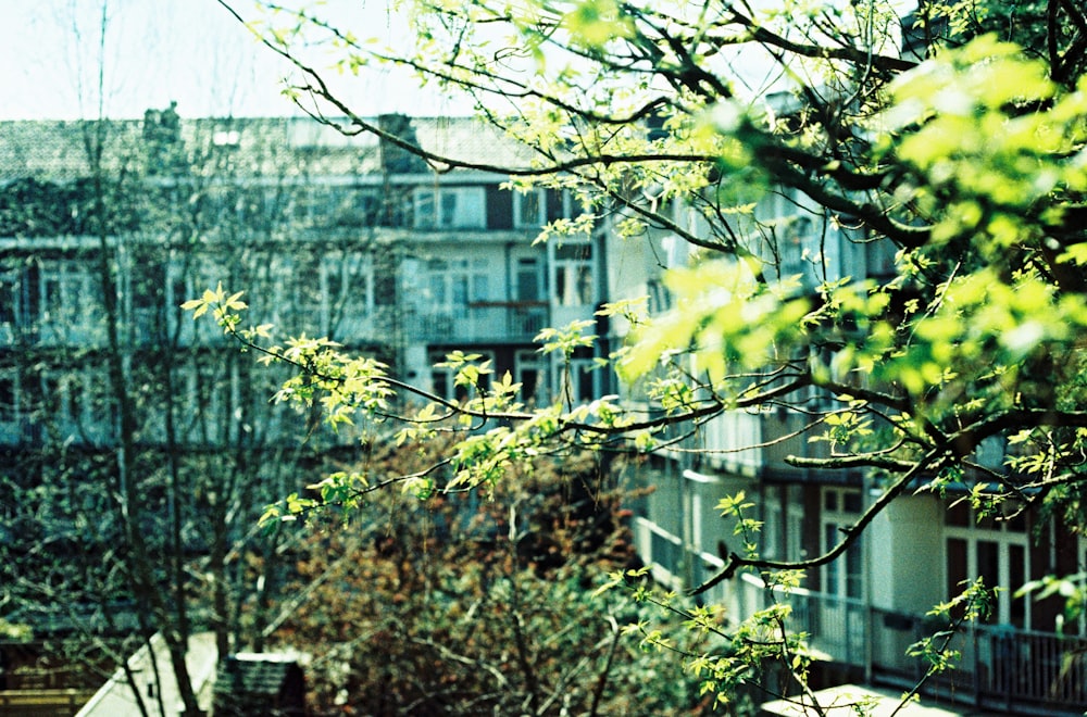 Árbol verde cerca de un edificio de hormigón blanco durante el día