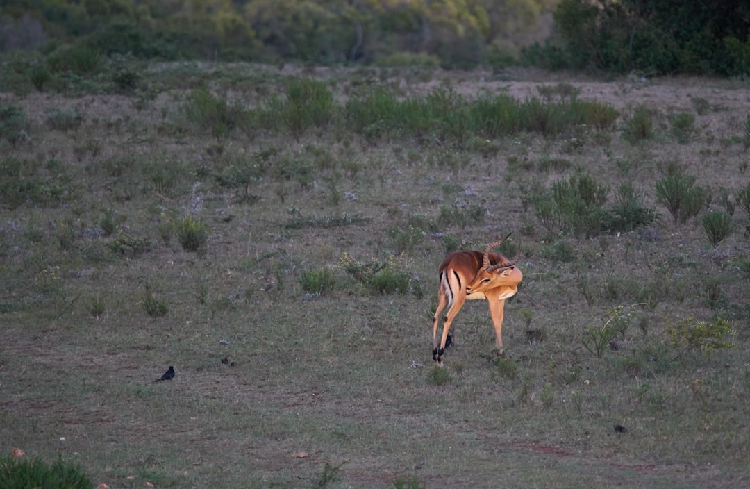 brown deer on green grass field during daytime