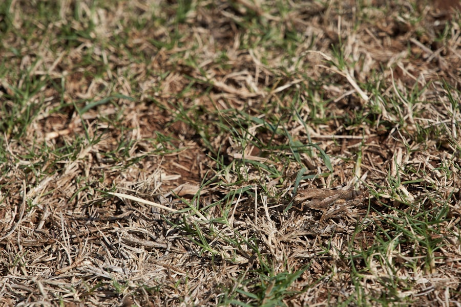 Lush garden beds with mulch and seasonal color — before