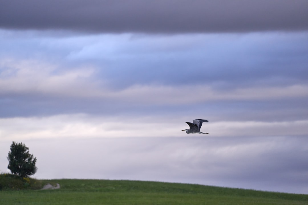 black bird flying over green grass field during daytime
