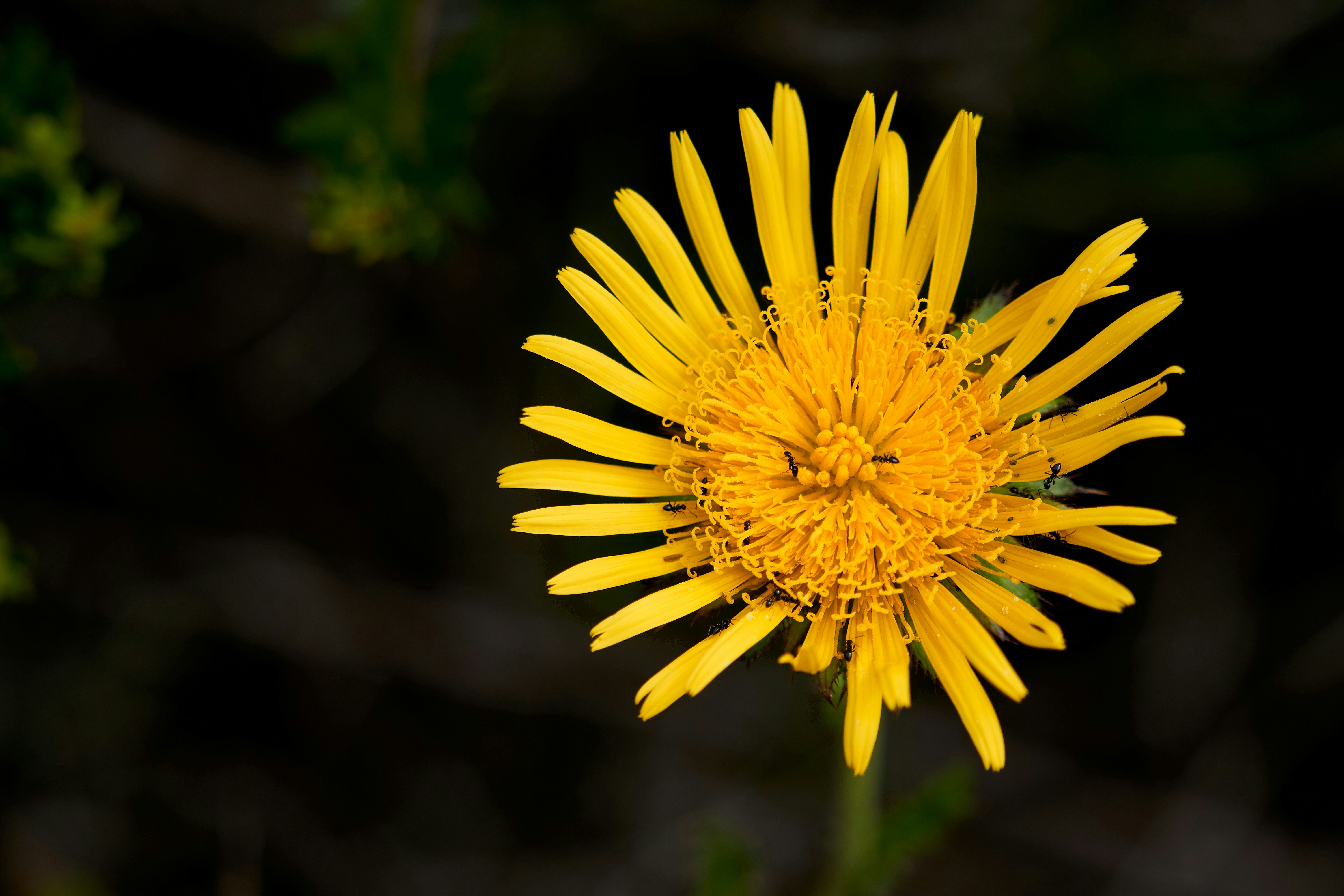 Photo by wolfgang_hasselmann