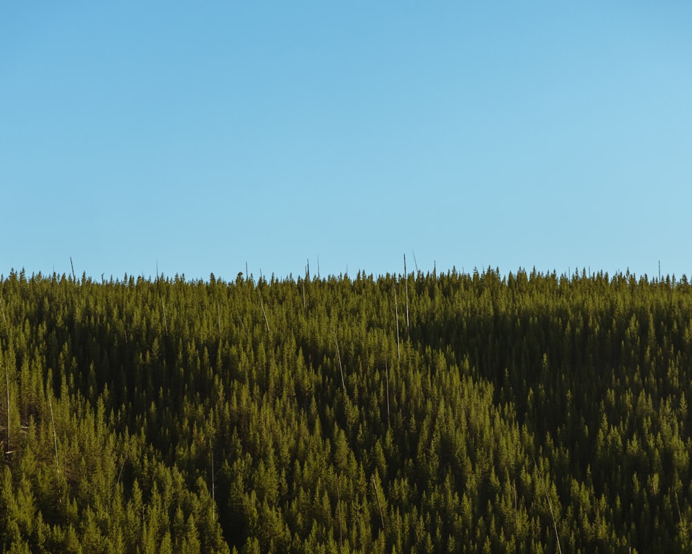 green grass field under blue sky during daytime