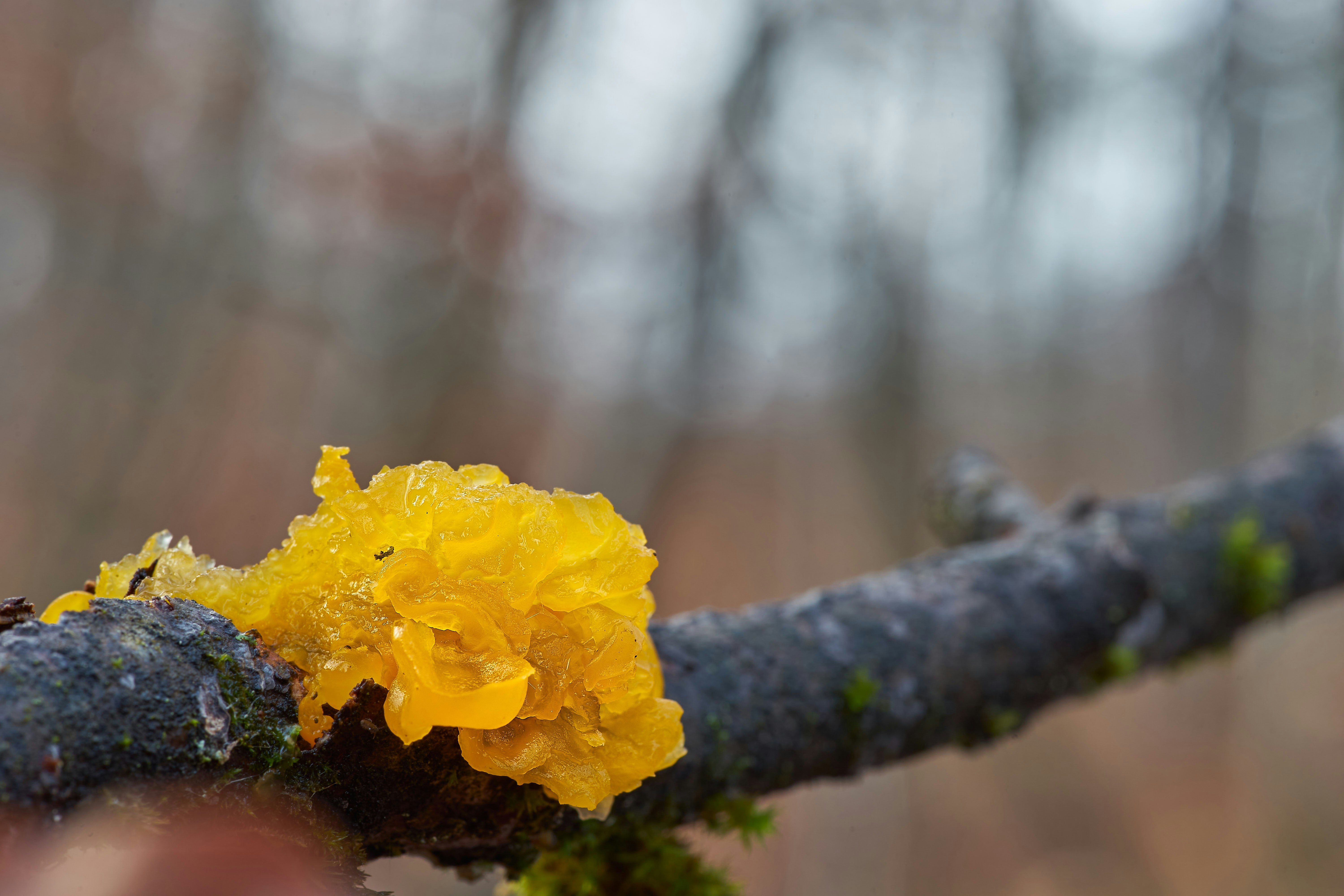 Photo by wolfgang_hasselmann
