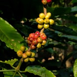 Clusters of coffee cherries in various stages of ripeness are attached to a branch. The cherries range from green to yellow and bright red, indicating their maturation process. Large, glossy green leaves surround the branch, suggesting a lush and healthy environment.
